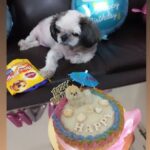 Tanushree Dutta Instagram - Our beloved dog Happy left for his heavenly abode yesterday on the auspicious day of New moon. He was a bundle of love, joy and happiness for our family for close to 15 years. Last few months were tough on him due to several age related ailments but at last he passed peacefully. His last rites were performed as per Hindu rituals at a pet semetary yesterday eve. You have left a wide, gaping vaccum in our life but heart is still full of love. We will always love you little munchkin! Be well & God bless you always. May your soul reach its final destination surrounded by holy angels. Thankyou so much for being with us when we needed your light & love the most. 😇 #love