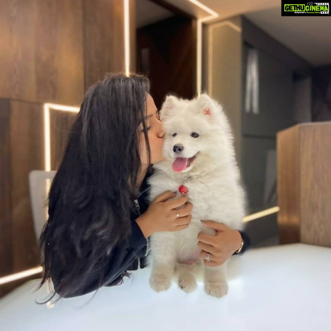 Vaishnavi Chaitanya Instagram - Me : will you be my valentine 🙈❤️🌹...? @alpha__thesamoyed : yessss....my lovely love💋... . . 😂🤭 Happy valentine's day ❤️