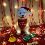 Vaishnavi Chaitanya Instagram - Say hie to my Santa pawsss🐾❤️❤️💋💋🤭🤭 @alpha__thesamoyed