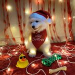 Vaishnavi Chaitanya Instagram - Say hie to my Santa pawsss🐾❤️❤️💋💋🤭🤭 @alpha__thesamoyed