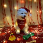 Vaishnavi Chaitanya Instagram - Say hie to my Santa pawsss🐾❤️❤️💋💋🤭🤭 @alpha__thesamoyed