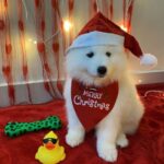 Vaishnavi Chaitanya Instagram - Say hie to my Santa pawsss🐾❤️❤️💋💋🤭🤭 @alpha__thesamoyed