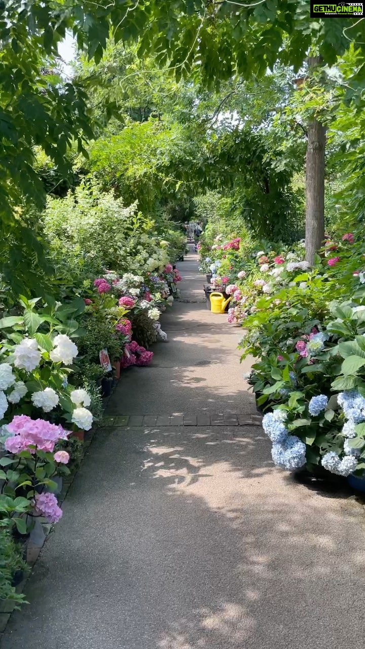 Aditi Chengappa - 171 Likes - Heaven on earth🌺🌻🌷🌸
Thank you @fuinebear for this joy🪴
.
.
.
.
#peaceful #naturereels #gardens #botanical #flowers #floraldesign #berlin #reels #hydrangeas #relax #meditation #meditate