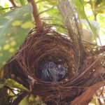 Aishwarya Lekshmi Instagram – Baby birds🐣🐣🐣🐣🍎🍎🍎