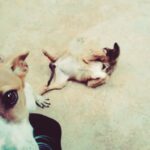 Aishwarya Lekshmi Instagram – ok I will throwback just this once coz I just sooo wish I cud throw myself back in time.. with puppies and turkies and deer and  rabbits and peacocks!!! #sigh #nature #tbt #happyme Bangalore, India