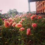 Aishwarya Lekshmi Instagram - Flowers of change #snims