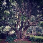 Aishwarya Lekshmi Instagram – Kora … i will forever remember this tree😍😍 @george.kora #NNOI #life