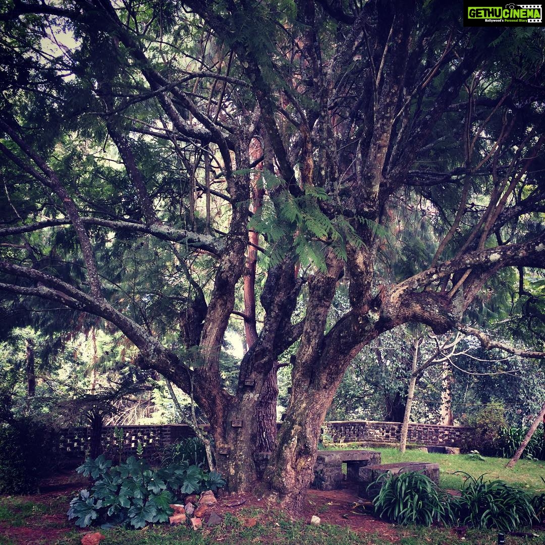 Aishwarya Lekshmi Instagram - Kora ... i will forever remember this tree๐๐ @george.kora #NNOI #life