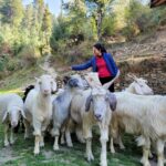 Amala Paul Instagram - I'm a good shepherd. 🤪 #himalayas #Thirthanvalley #Rakhunditrek #trekking #babies #soultales #onewithnature #inmyzone #foundmycalm #goatstagram #GOAT