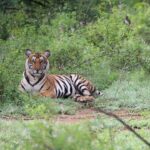 Anagha Instagram - Spotted this majestic cat @sathyamangalam forest enroute to waynad, after a slight drizzle , striking a magnificent pose❤️🔥 Sathyamangalam Tiger Reserve Forest