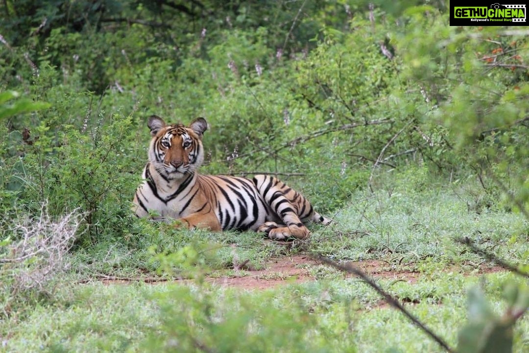Anagha Instagram - Spotted this majestic cat @sathyamangalam forest enroute to waynad, after a slight drizzle , striking a magnificent pose❤️🔥 Sathyamangalam Tiger Reserve Forest