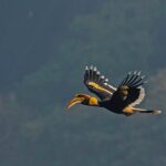 Anagha Instagram – Spotted these beautiful #Hornbills during my last visit to #Anali, Anaimalai Hills and it is said that the wing beat of a hornbill can be heard more than a half-mile away!

However, these amazing creatures are one of the endangered species today. 

#ClimateChangeAndItsImpactOnWildlife #ClimateChange #ActNow