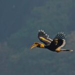 Anagha Instagram - Spotted these beautiful #Hornbills during my last visit to #Anali, Anaimalai Hills and it is said that the wing beat of a hornbill can be heard more than a half-mile away! However, these amazing creatures are one of the endangered species today. #ClimateChangeAndItsImpactOnWildlife #ClimateChange #ActNow