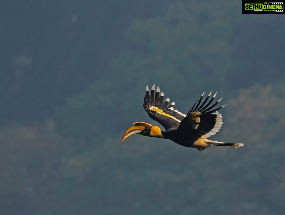 Anagha Instagram - Spotted these beautiful #Hornbills during my last visit to #Anali, Anaimalai Hills and it is said that the wing beat of a hornbill can be heard more than a half-mile away! However, these amazing creatures are one of the endangered species today. #ClimateChangeAndItsImpactOnWildlife #ClimateChange #ActNow