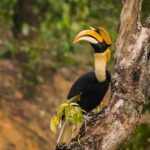 Anagha Instagram - Spotted these beautiful #Hornbills during my last visit to #Anali, Anaimalai Hills and it is said that the wing beat of a hornbill can be heard more than a half-mile away! However, these amazing creatures are one of the endangered species today. #ClimateChangeAndItsImpactOnWildlife #ClimateChange #ActNow