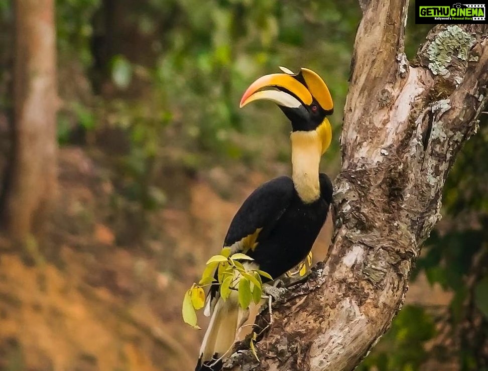 Anagha Instagram - Spotted these beautiful #Hornbills during my last visit to #Anali, Anaimalai Hills and it is said that the wing beat of a hornbill can be heard more than a half-mile away! However, these amazing creatures are one of the endangered species today. #ClimateChangeAndItsImpactOnWildlife #ClimateChange #ActNow