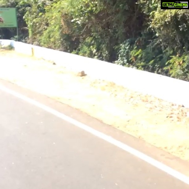 Anitha Sampath Instagram - Unexpected meeting with this fattie boy..#pollachi-valparai #leopards_bears_around #anytime_sangu_moment😄