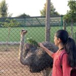 Anitha Sampath Instagram - World’s largest bird, ostrich pattu kutti! Oru kick uh utta gaali namma.It has only two giant toes! A very different experience at @funderapark Yelagirihills, India