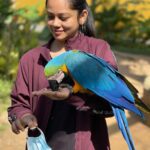 Anitha Sampath Instagram - With the world’s largest parrot bluegold macaws! At @funderapark ,yelagiri.it just holds our hands like holding a branch.vera level feel and its colour is just awesome😎 Fundera Park