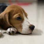 Anitha Sampath Instagram - 🐶 ❤️cherry