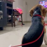 Anitha Sampath Instagram - Cherry be like: Interest ah serial pakum bodhu dhan disturb panuvanunga.. #cherry #cutie #beagle #puppy