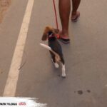 Anitha Sampath Instagram – Our Cherry’s first ever walking experience.. #Anithasampathvlogs link in story guys..