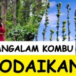 Anitha Sampath Instagram – Hi guys..my second vlog from Kodaikanal is now on my YouTube channel..(anitha sampath vlogs)
LINK IN BIO
.
திருமணமாகி ஒரு வாரத்தில் பிரபா வீட்டு குடும்பத்தாரின் திருமணத்திற்கு சென்றிருந்தோம்..அப்போது கொடைக்கானலில் மங்களம் கொம்பு என்னும் பலர் அறியாத ஒரு கிராமத்திற்கு நண்பர் வீட்டுக்கு சென்ற போது எடுத்த vlog இது..
.
மொத்த vlogம் மொபைலிலேயே எடுத்திருக்கிறோம்..பார்த்துவிட்டு கமெண்ட்டுங்கள்..
.
Link in bio guys..
