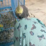 Anitha Sampath Instagram - Appu (grey) and pattu (green)❤️ #pettime #eveningswithpets #parrots