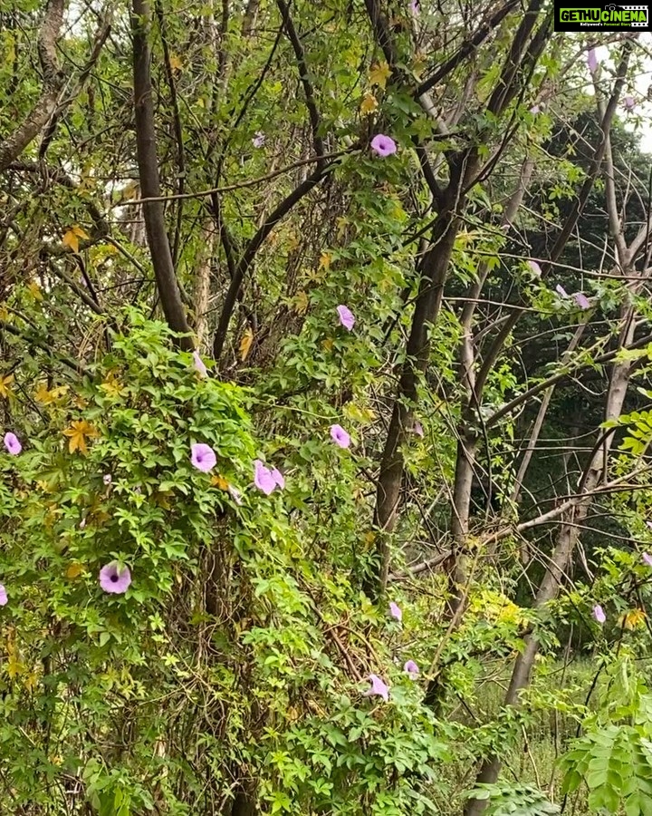 Anjali Patil Instagram - Keep me close to you, like a seed inside the jackfruit. Let my blood and breath be yours. No other desire but to see your sharpness in every blade of a grass. I start from you, I dissolve in you. Mysuru