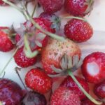 Ashwin Kakumanu Instagram - Had a great day picking fresh strawberries 🍓 from a field. #strawberryfields #smalljoys