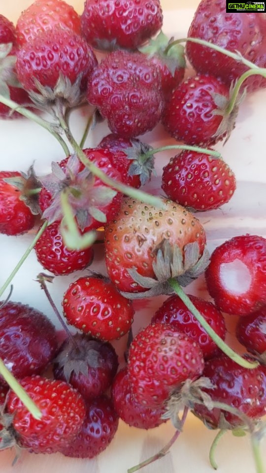Ashwin Kakumanu Instagram - Had a great day picking fresh strawberries 🍓 from a field. #strawberryfields #smalljoys