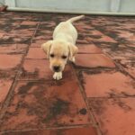 Gabriella Charlton Instagram - Meet Thea!! ♥️😍Newest addition to my family but she has my heart! A Labrador pup who loves to eat, sleep and grow! 🐶