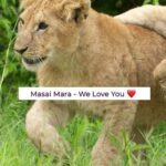 Isha Koppikar Instagram - DM us @TheGameDrive to join our next luxurious safari experience at the beautiful and iconic Masai Mara #instareel #wildlife #nature #masaimara #leopard #wildlifephotgraphy Photocredit @dstreetcopycat Masai Mara, Kenya
