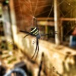 Kalidas Jayaram Instagram -
