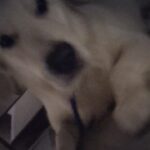 Kalidas Jayaram Instagram - #weirddog #scarysight 😳