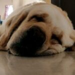 Kashmira Pardesi Instagram - Oh Sunday! #sunday #sundayvibes #sundaymotivation #dogsofinstagram #dogsofindia