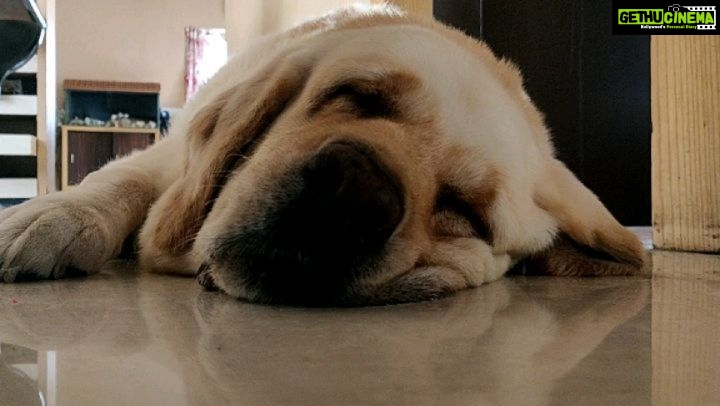 Kashmira Pardesi Instagram - Oh Sunday! #sunday #sundayvibes #sundaymotivation #dogsofinstagram #dogsofindia