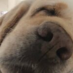 Kashmira Pardesi Instagram - Oh Sunday! #sunday #sundayvibes #sundaymotivation #dogsofinstagram #dogsofindia