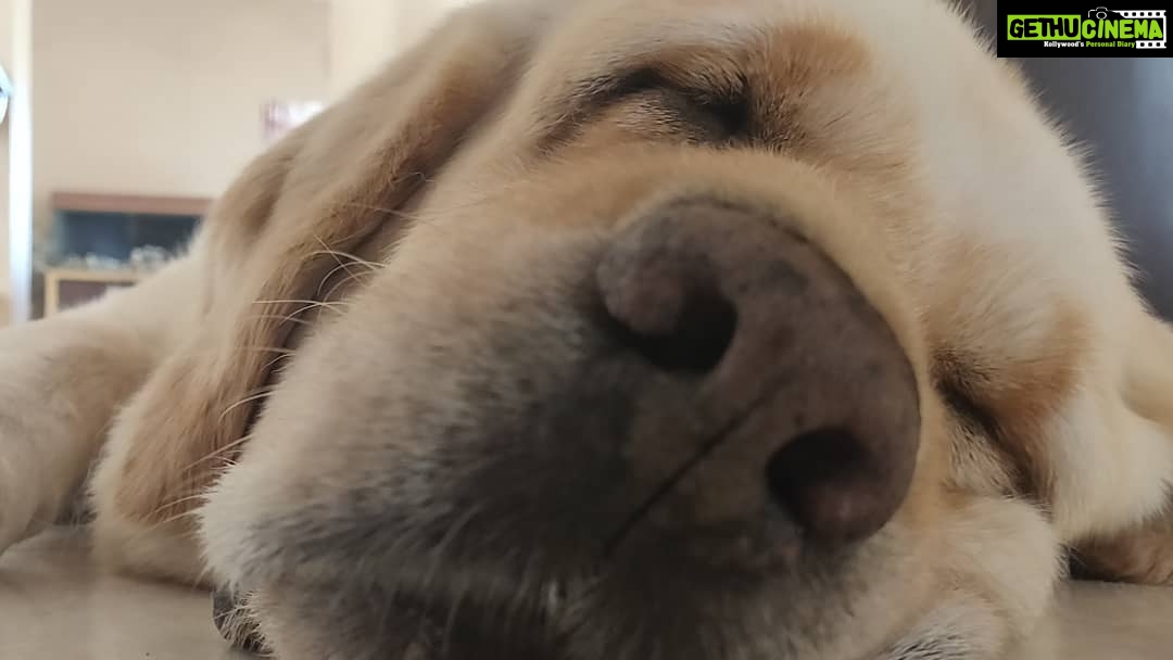 Kashmira Pardesi Instagram - Oh Sunday! #sunday #sundayvibes #sundaymotivation #dogsofinstagram #dogsofindia