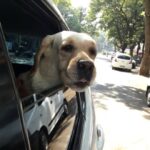 Kashmira Pardesi Instagram - Watch out! #Shirolove #mybigfatbaby #loveforfatstuff