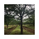 Kashmira Pardesi Instagram - Views at Meherabad #90yearsofsilence