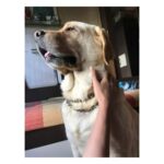 Kashmira Pardesi Instagram - Shiro was like a (Jason mamoa x Shawn Mendes) of dog land. Sorry ladies 😋 The Handsomest, Fattest, cutest, goodest, naughtiest boi of all. Man I miss you!🫀 Doggos make everything better. #happyinternationaldogday 😊❣️