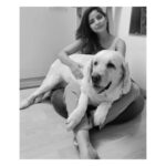 Kashmira Pardesi Instagram - What!? It's ok I'm just a Pup!! - Shiro #bigbaby #Shiro #missyousomuch #makingmesmileeveryday #loveyou #labs #dogs #bigdoggo