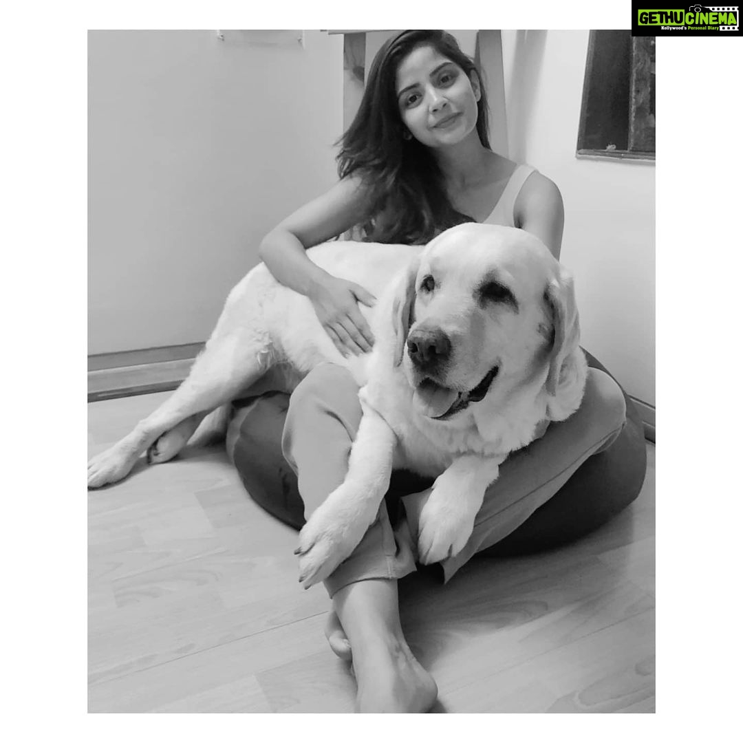 Kashmira Pardesi Instagram - What!? It's ok I'm just a Pup!! - Shiro #bigbaby #Shiro #missyousomuch #makingmesmileeveryday #loveyou #labs #dogs #bigdoggo