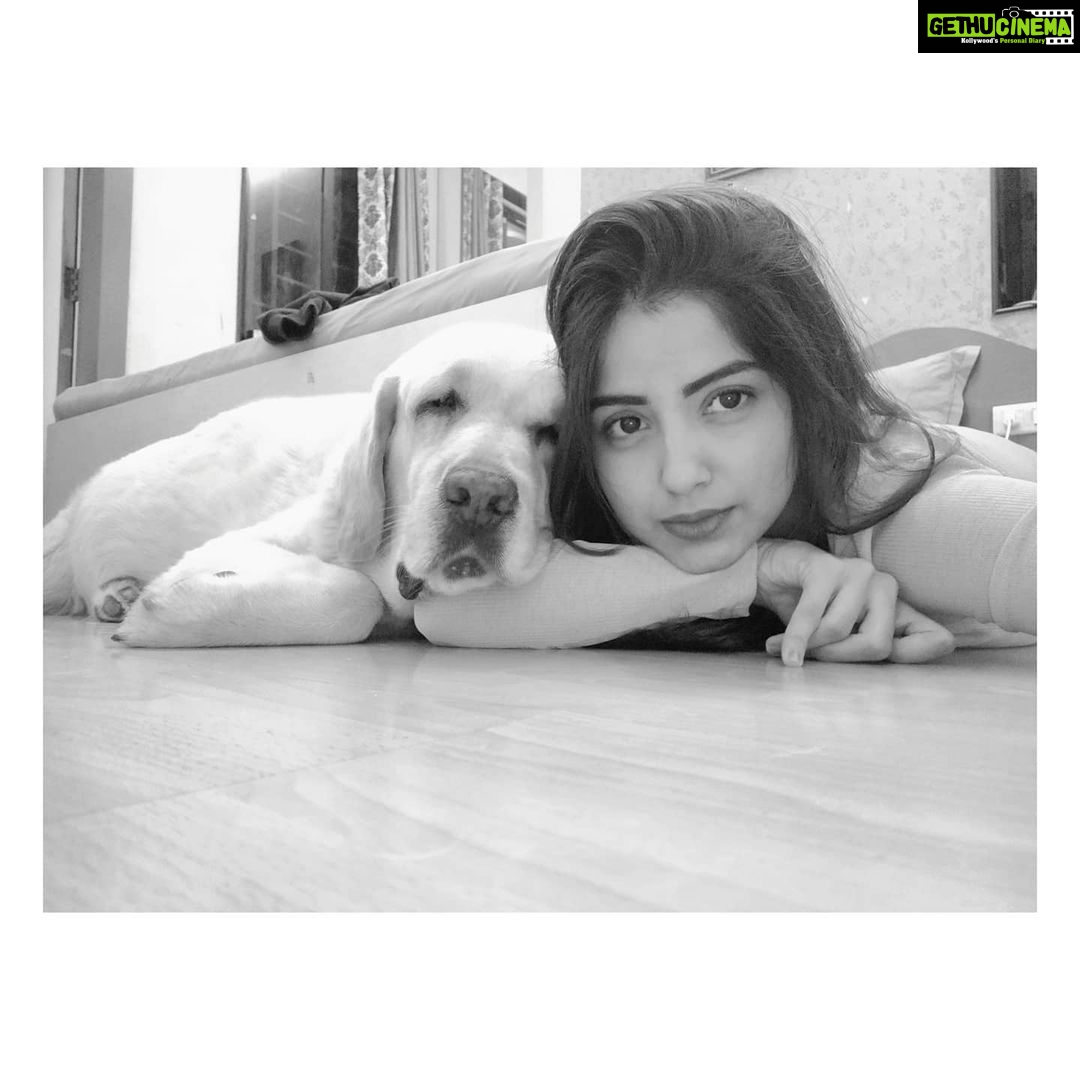 Kashmira Pardesi Instagram - What!? It's ok I'm just a Pup!! - Shiro #bigbaby #Shiro #missyousomuch #makingmesmileeveryday #loveyou #labs #dogs #bigdoggo