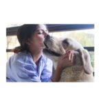 Kashmira Pardesi Instagram - My baby, Even though it's different now, you're still here somehow. I know you are in a better place - younger, healthier, happier. You are the most wonderful soul and I just know that you are protected where ever you are. I will see you soon and till then we will live with the things you taught us while you were here, like - How to completely unconditionally love. How to greet someone and be the best/happiest host ever. How to relax with the legs up in the air or wall. How to protect your loved ones. How to not stress over small things and truly rest. How to enjoy the wind in the car window and roll on the garden grass. How to be a fighter and yet be so gentle. How to live. My handsome lion, Shiro (2009 - 2019) #Topofmylovepyramid #Mypride #Swearonshirostillon #willmissyourhugs #ShiroandUs #stillhere #Mylove