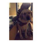 Kashmira Pardesi Instagram - My baby, Even though it's different now, you're still here somehow. I know you are in a better place - younger, healthier, happier. You are the most wonderful soul and I just know that you are protected where ever you are. I will see you soon and till then we will live with the things you taught us while you were here, like - How to completely unconditionally love. How to greet someone and be the best/happiest host ever. How to relax with the legs up in the air or wall. How to protect your loved ones. How to not stress over small things and truly rest. How to enjoy the wind in the car window and roll on the garden grass. How to be a fighter and yet be so gentle. How to live. My handsome lion, Shiro (2009 - 2019) #Topofmylovepyramid #Mypride #Swearonshirostillon #willmissyourhugs #ShiroandUs #stillhere #Mylove