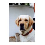 Kashmira Pardesi Instagram - Baby, I love you♥️ #Nationalpetsday #lovelikenoother