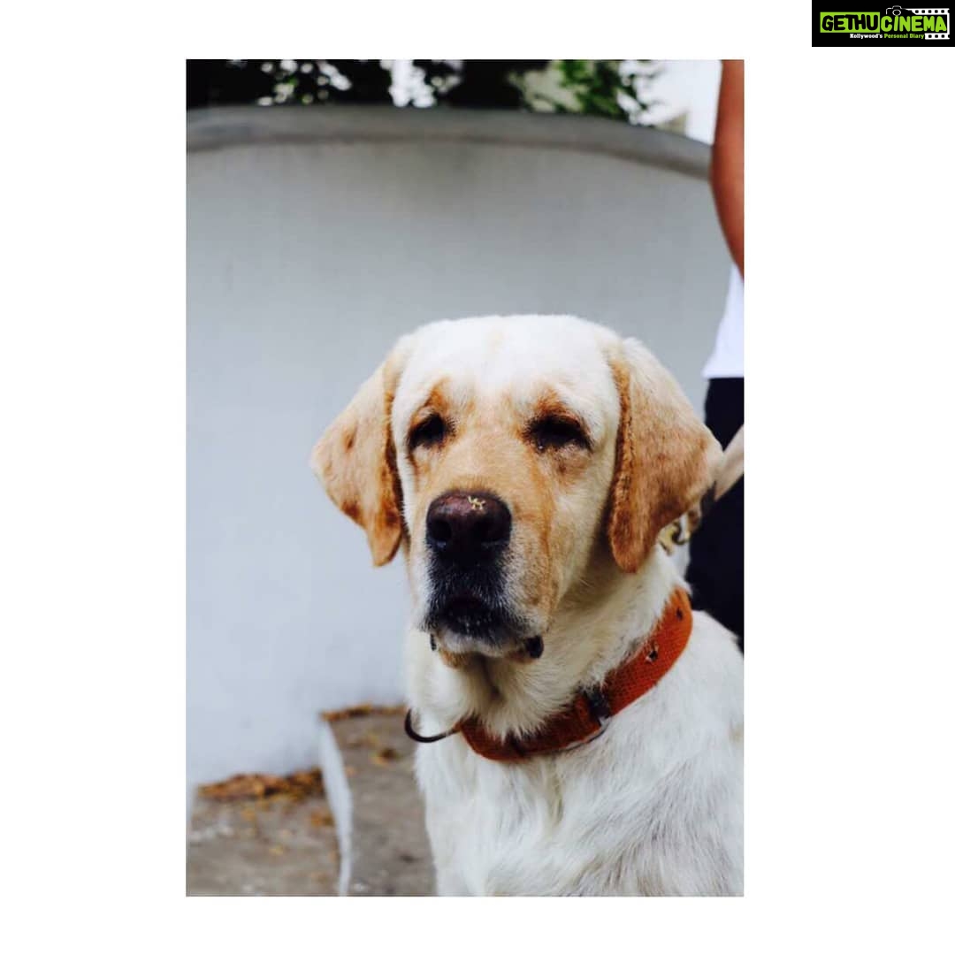 Kashmira Pardesi Instagram - Baby, I love you♥️ #Nationalpetsday #lovelikenoother