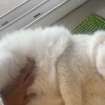 Madhavi Latha Instagram – Its cuties time #catlover #pets
